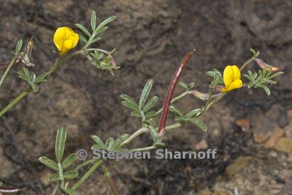 acmispon strigosus 2 graphic